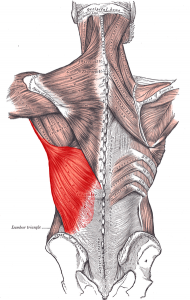 An illustration of the muscles of the back. The Latissimus Dorsi is highlighted in red